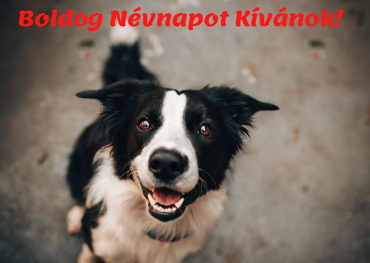 Lovas névnapi képeslap (1. lap)