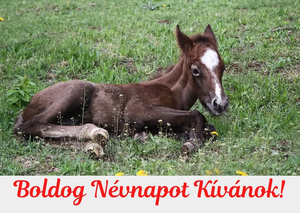 Lovas névnapi képeslap (8. lap)