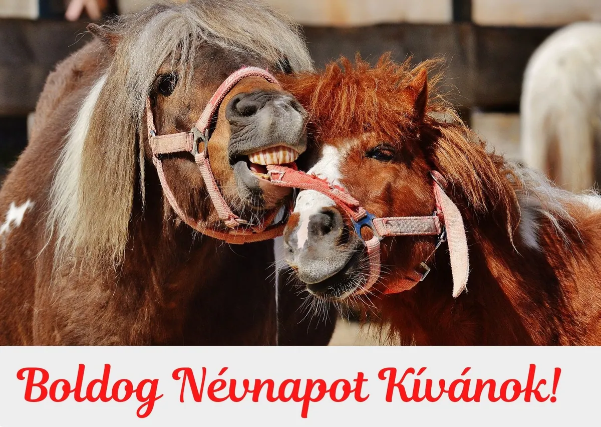 Lovas névnapi képeslap (9. lap)