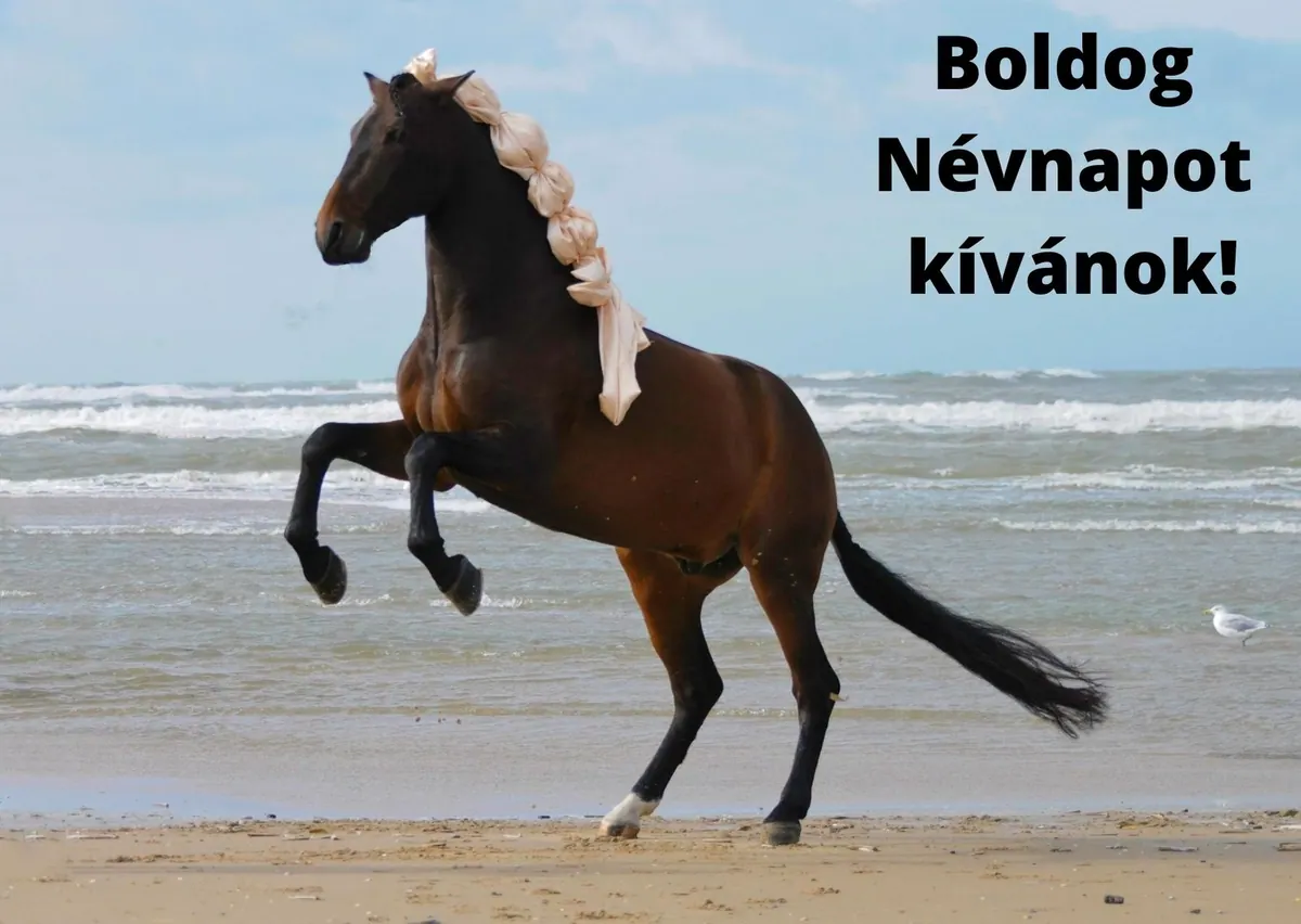 Lovas névnapi képeslap (10. lap)