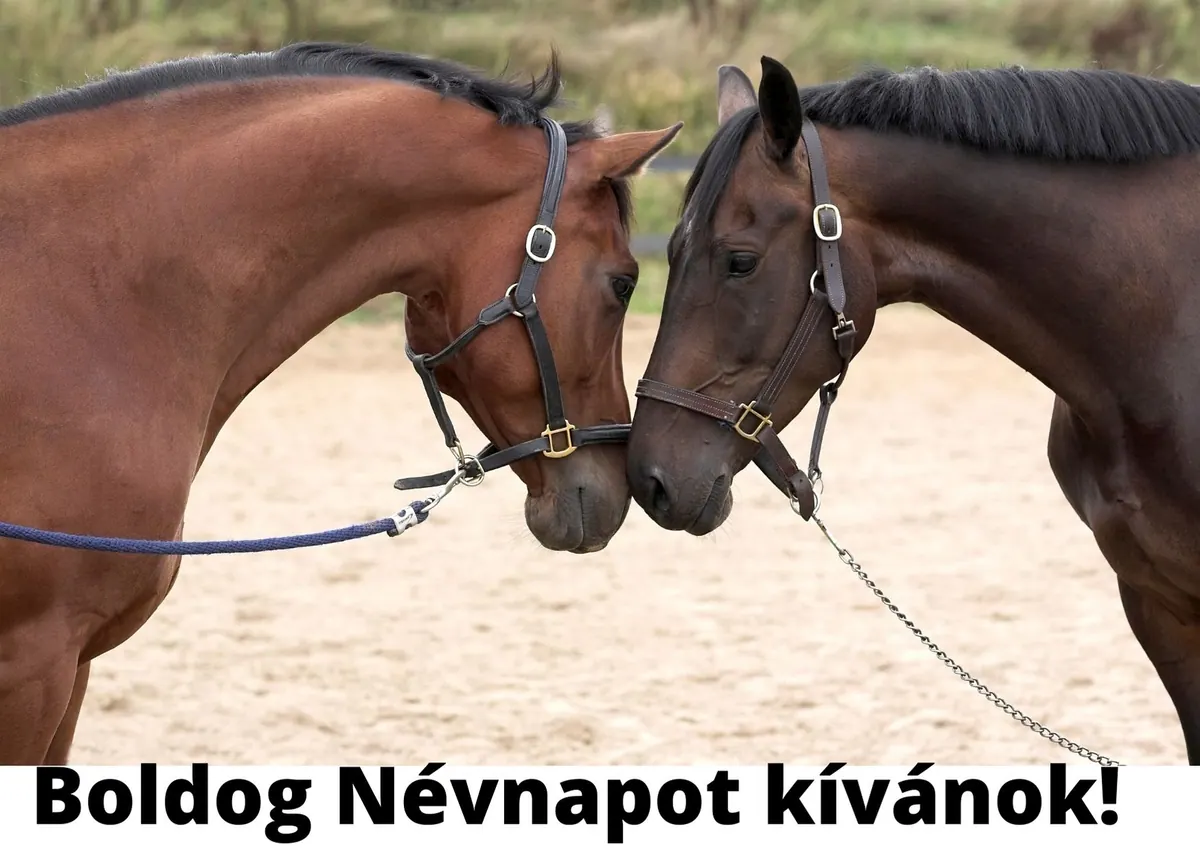 Lovas névnapi képeslap (11. lap)