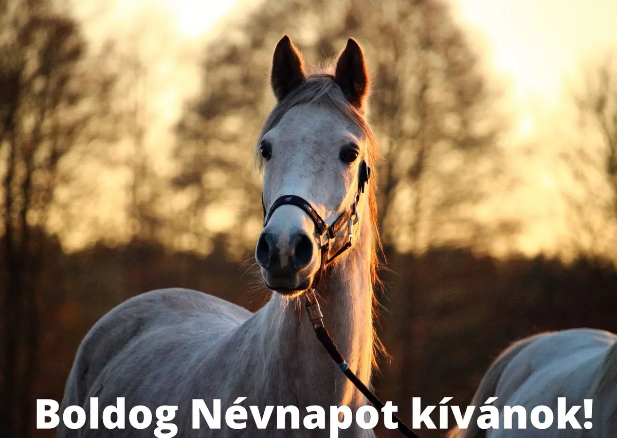 Lovas névnapi képeslap (12. lap)