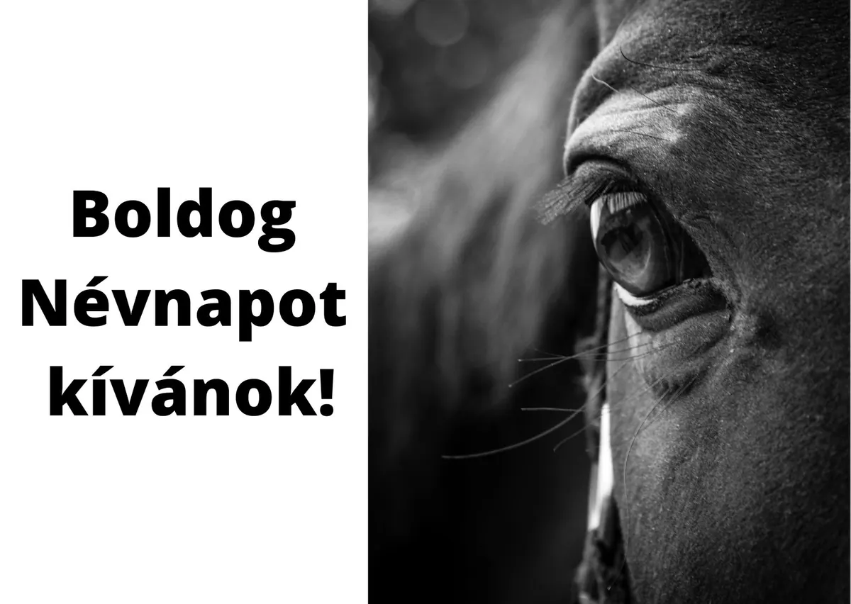 Lovas névnapi képeslap (13. lap)