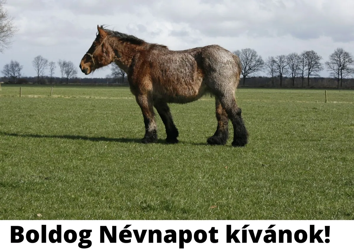 Lovas névnapi képeslap (15. lap)