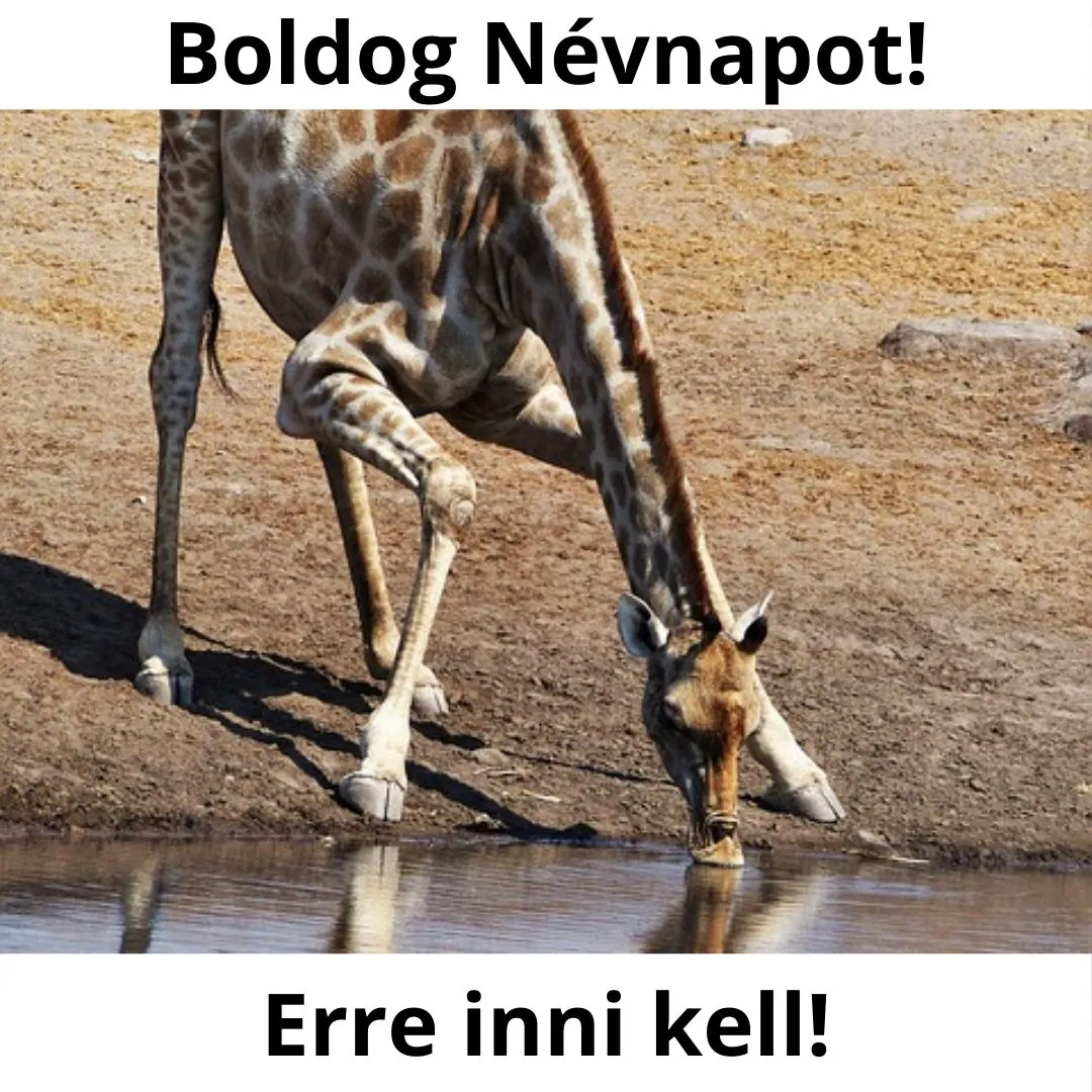 Vicces névnapi képeslap (12. lap)